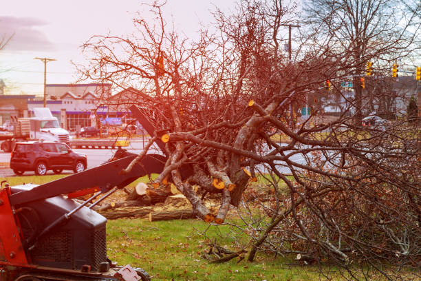 Best Commercial Tree Services  in West Wyomissing, PA