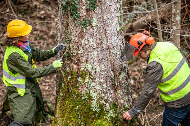 Best Utility Line Clearance  in West Wyomissing, PA