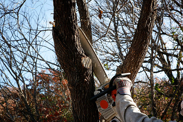 Best Tree Cabling and Bracing  in West Wyomissing, PA