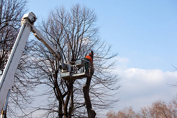 Best Stump Grinding and Removal  in West Wyomissing, PA