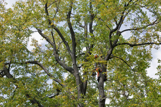 Best Tree Removal  in West Wyomissing, PA